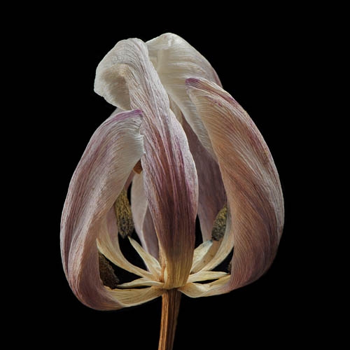 tulp 2-2012 4930
