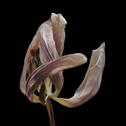 tulp 2-2012 4954