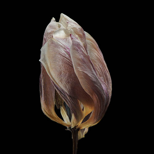 tulp 2-2012 4962
