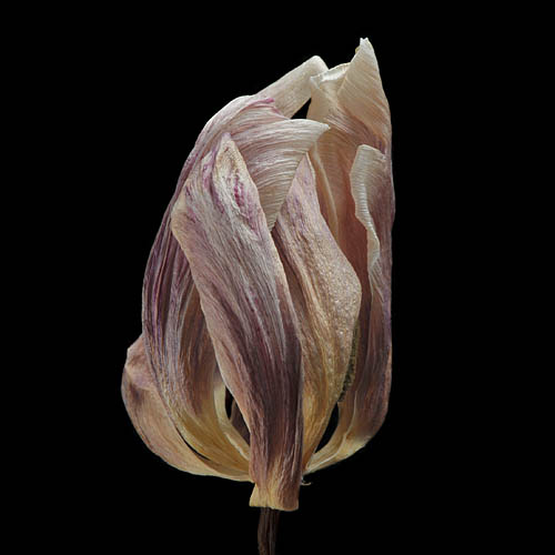 tulp 2-2012 4963