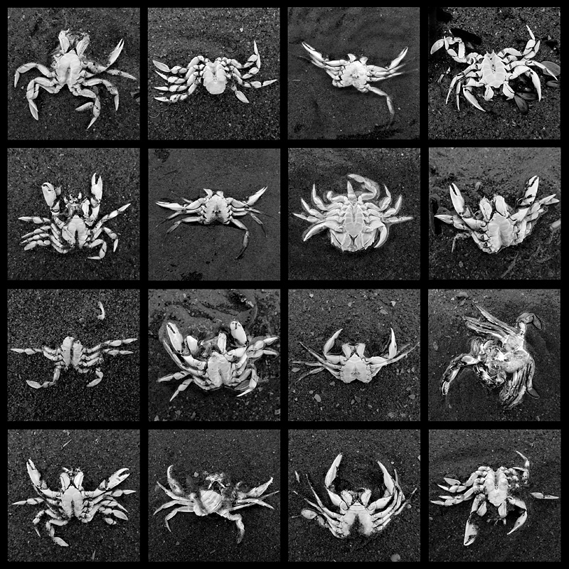 dode krabben 5-7-2014