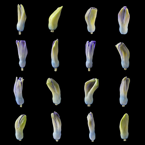 hyacinthknoppen (hyacinthus orientalis) 3-2013